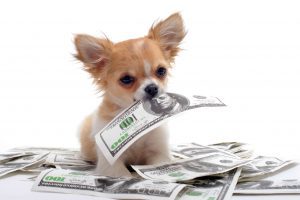 dog with dollars